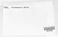 Plasmopara densa image